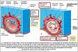 Como se forma a vesícula umbilical